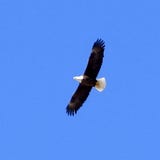Freedom Lifestyle
