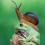 Skink