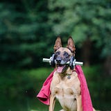 ExpertDog92