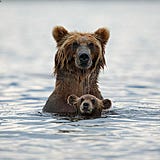 Bares chasing bears