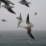 Deniz Sevi_yesinden