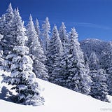 Christopher Taeuffer