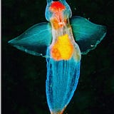 Em