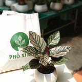 Cây phong thủy để bàn
