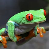 The Rainforest Alliance