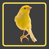 ImaginaryCanary