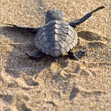 Environmental Science Department