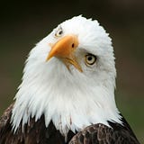 Just A. Citizen
