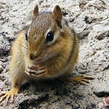 crazychipmunk