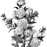 Comprar as flores ela mesma