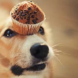 GetWetDogFood