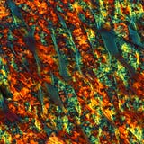 Food Under a Microscope