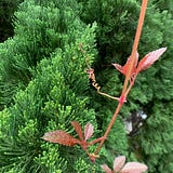 Camellia formosensis