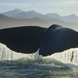 Glab