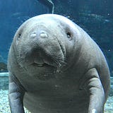 海牛堡壘通訊