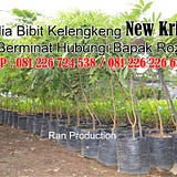 Raja Kelengkeng ( Rozi )