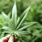 Medical Marijuana News