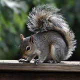 Saigon Squirrel