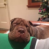 Charlie Lambropoulos