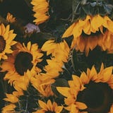 Glor