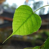Linh Le