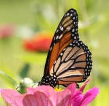 USFWS Conservation Library