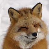 Taro Kitsune