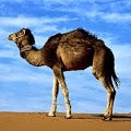 Camel Reader