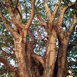 Nanditha Chandraprakash