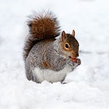 squimrel