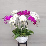 Điện Hoa Toàn Quốc