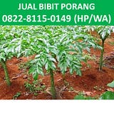 Jual Beli Porang Indonesia,0822–8115–0149