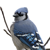 Jay Playco