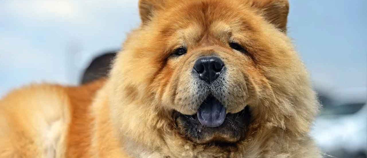 chow chow tongues