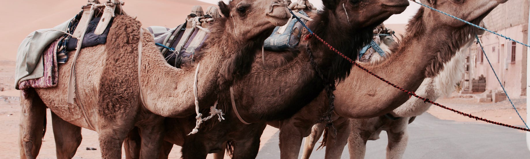 dromedary case words