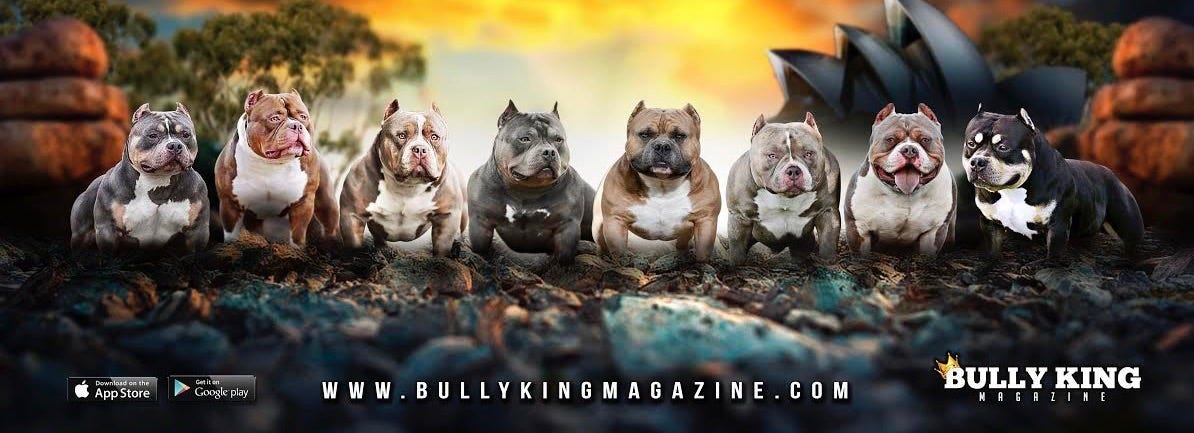 best raw food for american bully