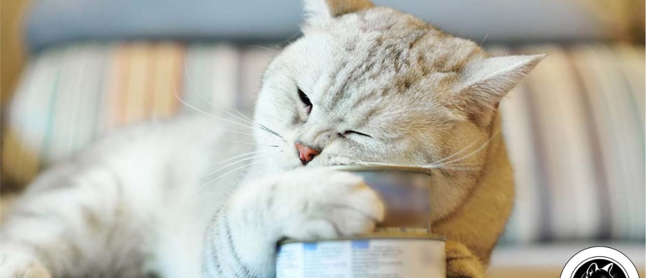 Pingaa Cat S Care Medium