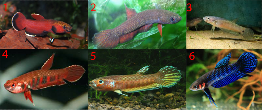6 Jensi Ikan Cupang Alam Wild Betta Ikancupangku Com Medium