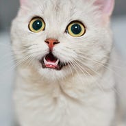 Whatever Happened To The Hang In There Kitten By Joe Gerlitz
