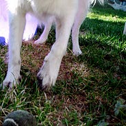 dog eats dirty diapers