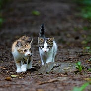 Kedili Hayat Deneyimleri Kedi Bakimindan Bihaberdim Hayatimda By Ebru Akdemir Medium