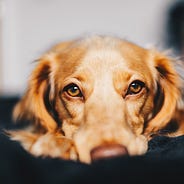 I Paid A Pet Psychic To Talk To My Dog By Ashley Cleland M Ed