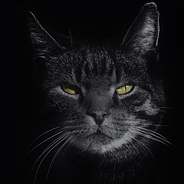 The Judge S Cat One Of America S Most Noted Jurists Is By