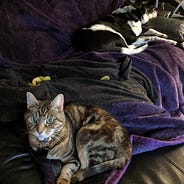 Cat Therapy Is A Real Thing Live Long And Prospurr Medium