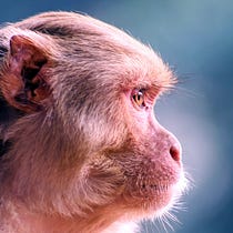 What We Know About Monkeypox and How to Prevent It