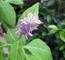 Salvia Divinorum Medium