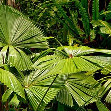 Top 17 Fan Palm Tree Care And Grow Tips (Indoors + Outdoors)