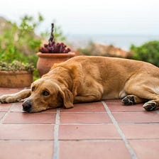 How To Teach Your Dog To Lay Down — The Canine Compendium