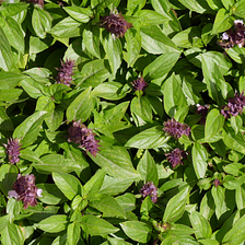 Holy basil is a plant with a long history of use in Ayurvedic medicine.