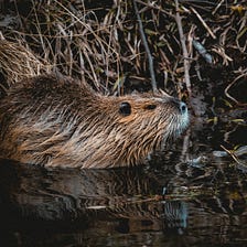 Product designers are beavers